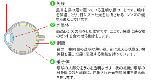 目の仕組み